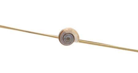 Snail on grass isolated on white background with clipping path