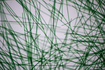 Study of Oscillatoria is a genus of filamentous cyanobacterium, oscillation in its movement under...