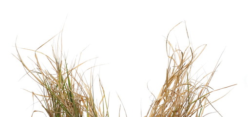 Dry, withered grass isolated on white background with clipping path