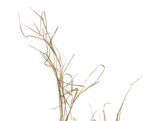 Dry, withered grass isolated on white background with clipping path