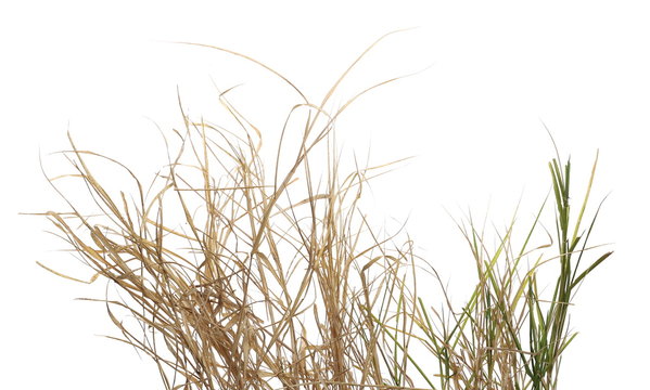 Dry, withered grass isolated on white background with clipping path