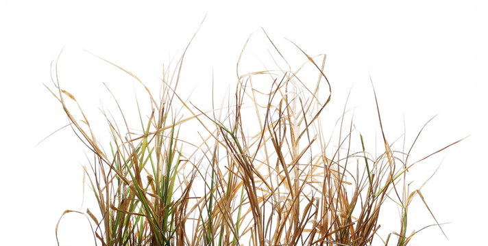 Dry, withered grass isolated on white background with clipping path