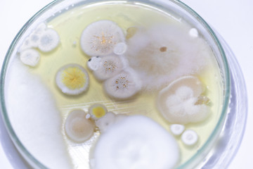 Backgrounds of Characteristics and Different shaped Colony of Bacteria and Mold growing on agar plates from Soil samples for education in Microbiology laboratory.