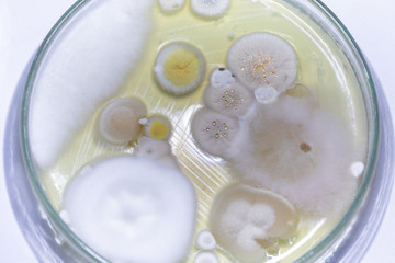 Backgrounds of Characteristics and Different shaped Colony of Bacteria and Mold growing on agar plates from Soil samples for education in Microbiology laboratory.