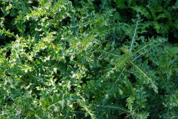 nature