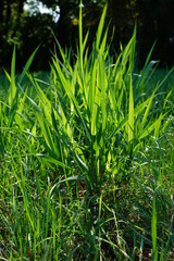 green grass with water drops
