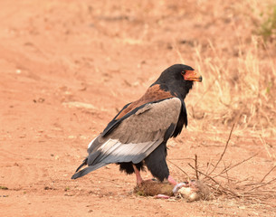 Bateleur Eagle in Tsavo West