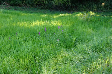 green grass in the field