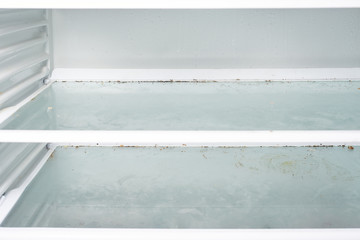 mold fungus in the freezer