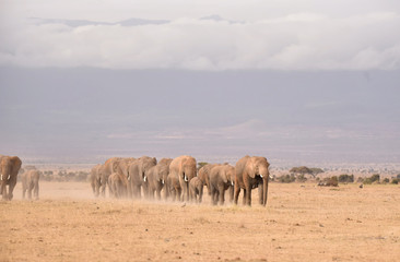 Fototapeta na wymiar Elephant matching towards the swamps in Amboseli