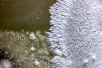 Backgrounds of Characteristics and Different shaped Colony of Bacteria and Mold growing on agar plates from Soil samples for education in Microbiology laboratory.