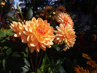 Flowers Dahlia, Big Brother,  in garden. Orange blossoms of dahlia.