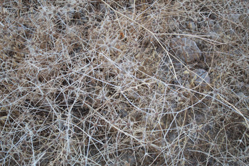 Autumn grass abstract background.