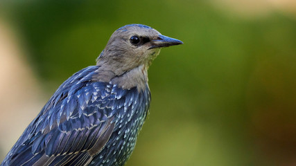 European StarlingSturnus vulgaris