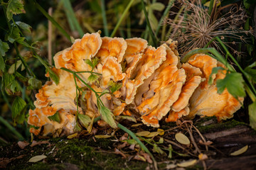 Close-up of golden-yellow bracket fungus (Chicken of the Woods) on the tree
