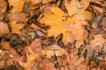 Background fallen maple leaf close-up. Dry fallen leaf. Autumn landscape.