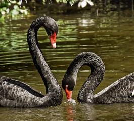 Two black wild beautiful swans.
