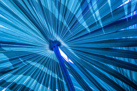 tropical palm leaf and shadow, abstract natural green background, dark blue tone