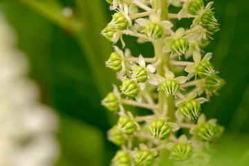 Grüne Kermesbeere mit weißen Blüten beim Blühen