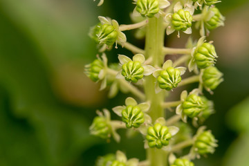 Grüne Kermesbeere mit weißen Blüten beim Blühen