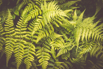 Fototapeta premium Close up of beautiful ferns leaves green foliage in the forest