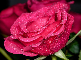 Fresh and beautiful red rose with water droplet, Close up, Selective focus.