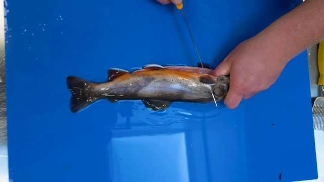 Handheld top view vertical shot of a fisherman filleting a Saibling Char shish with a sharp knife on a counter