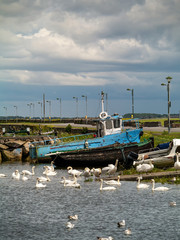 White swans in Corrib river, Galway city, by old fishing boats.