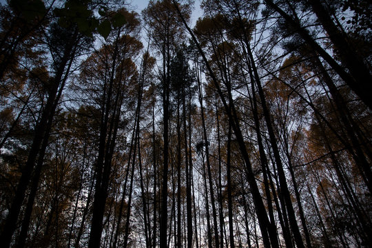 Gloomy pine forest