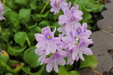 本薬師寺跡のホテイアオイ