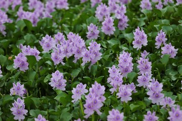 本薬師寺跡のホテイアオイ