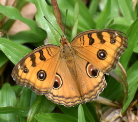 Beautifully patterned orange butterfly on a blade of grass