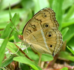 Close up of a patterned brown butterfly on a blade of grass