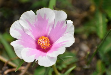 Beautiful pink and white flower in a garden