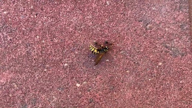 Dos hormigas descubre una avispa muerta y comienzan a arrastrala