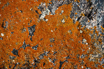 The texture of the stone overgrown with moss. Background image of a boulder