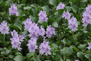 本薬師寺跡のホテイアオイ