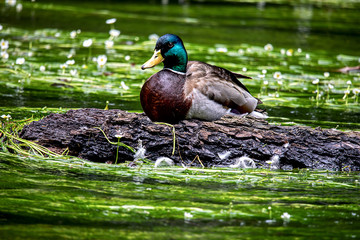 male mallard perching on a fallen tree trunk at lake Ammersee