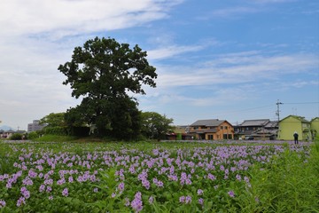 本薬師寺跡のホテイアオイ