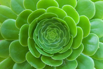 Closeup at the centre of the bud 