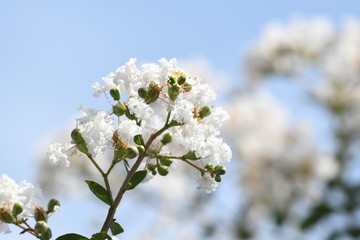 白い花　サルスベリ