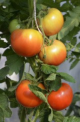 pomidor,  swiezy, owoc, galąz, narosl, jarzyna, feuille, pomidor krzak ,