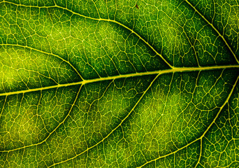 Background image of a leaf of a tree close up. A green leaf of a tree is a big magnification. Macro shooting.