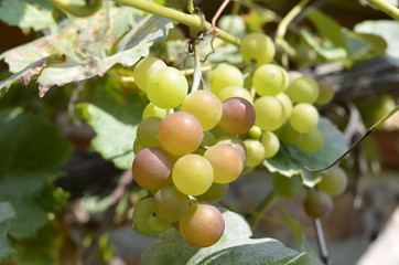 winogron ,gronowy, winorośli, gronowy, owoc, wina, winnica, zieleń, kiść
