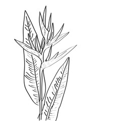 Strelitzia flowers leaf sketch, black contour isolated on white background. simple art, Can be used for Card banner template, copy space. Vector