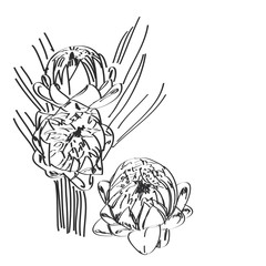 thai lotus flowers, bouquet, leaf sketch, black contour isolated on white background. simple art, Can be used for Card banner template, copy space. Vector