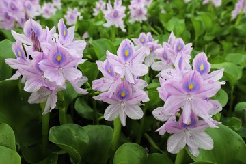 本薬師寺跡のホテイアオイ