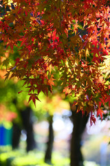 群馬の旅。妙義山の麓、紅葉の歩道。富岡　群馬　日本。１０月下旬。