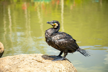Cormorant in Yanoda rain forest in park next to Sanya, Hainan, China