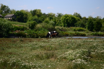 Summer landscape road in the field with glass and flowers